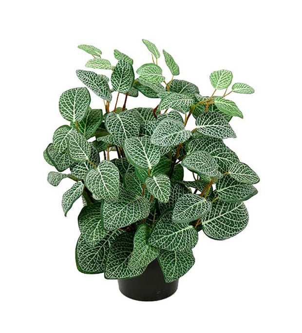 Fittonia kunstplant - 34 cm